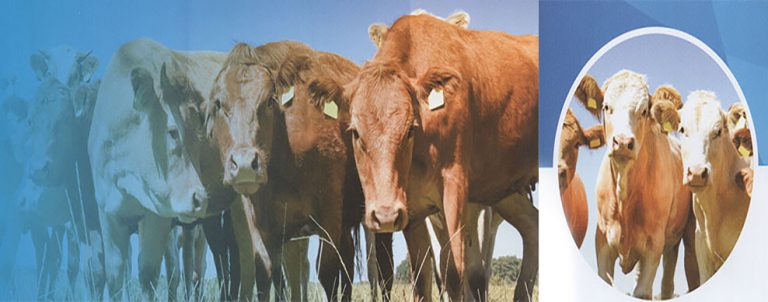 牛+家畜 Bovine + Livestock