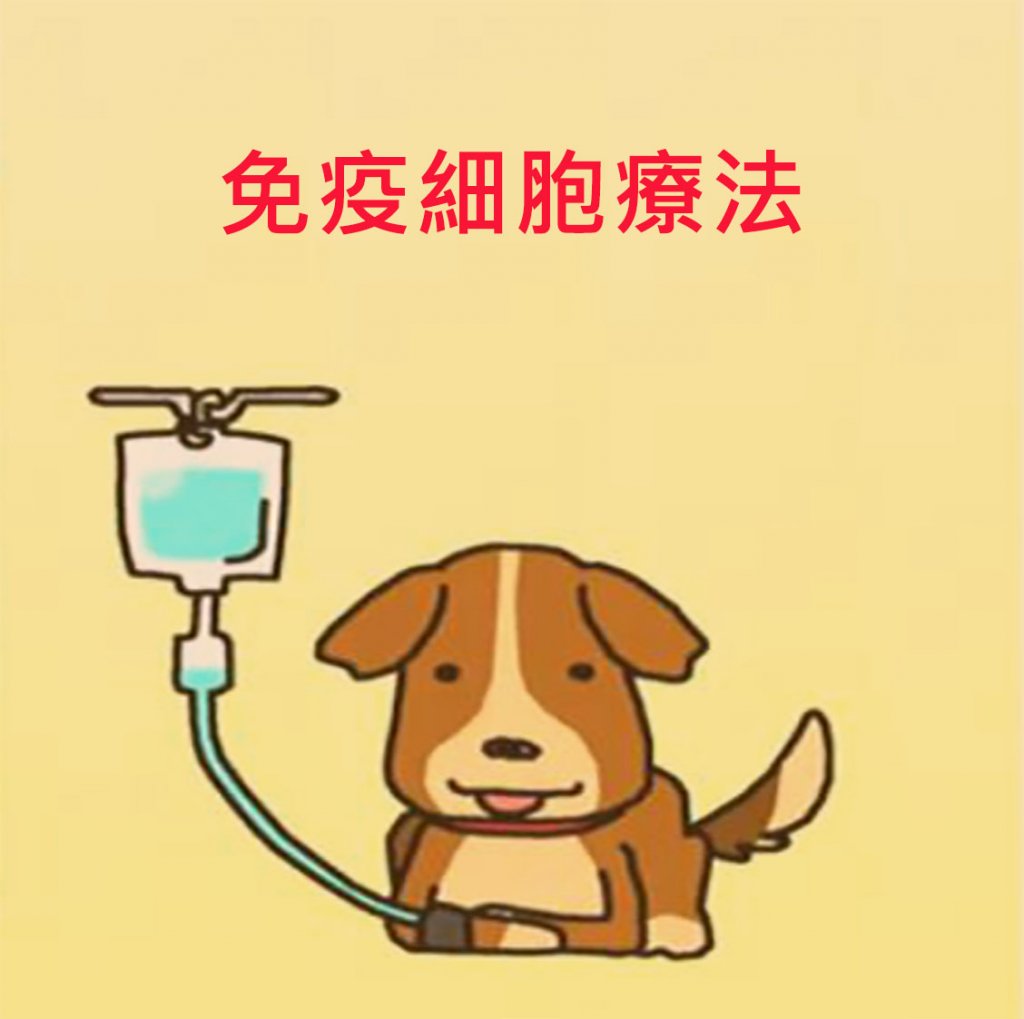 動物。免疫細胞療法