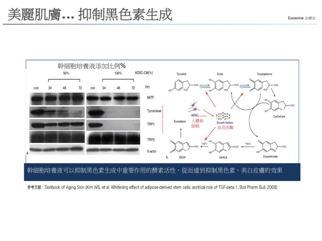 美麗肌膚… 抑制黑色素生成