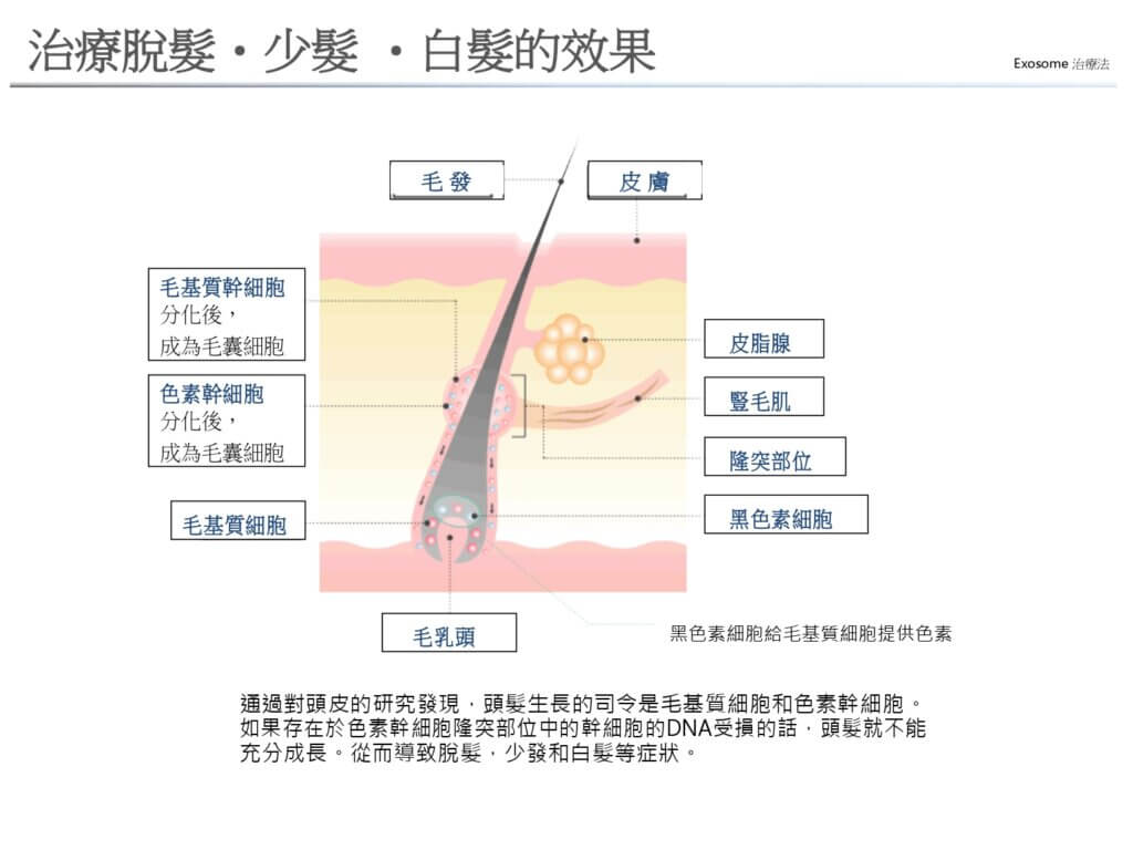 治療脫髮・少髮 ・白髮的效果