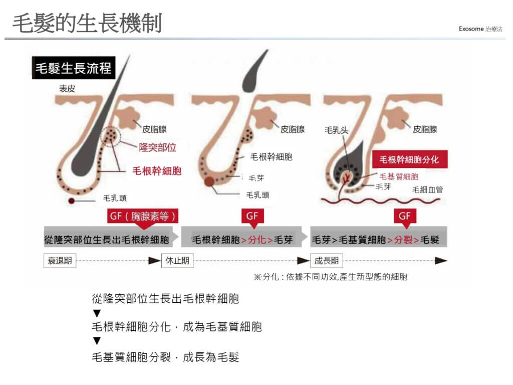 毛髮的生長機制