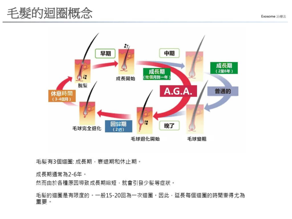 毛髮的迴圈概念